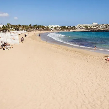 Conylanza Tabayba Blue *